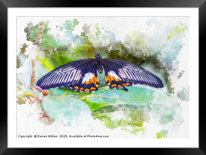 Resting Butterfly watercolour Framed Mounted Print by Darren Wilkes