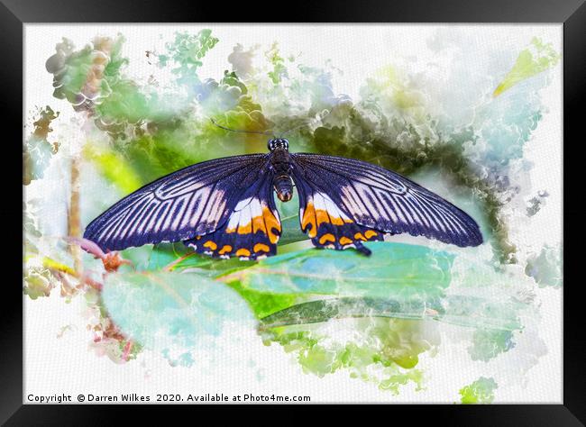 Resting Butterfly watercolour Framed Print by Darren Wilkes
