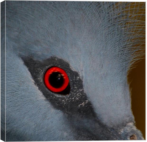 Victoria Crowned Pigeon Eye Canvas Print by Serena Bowles