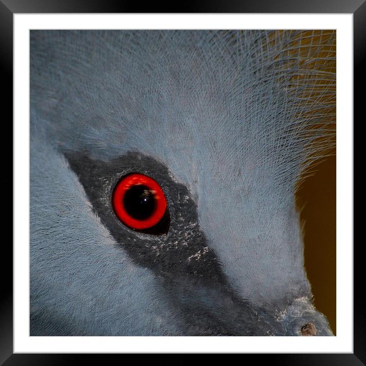 Victoria Crowned Pigeon Eye Framed Mounted Print by Serena Bowles