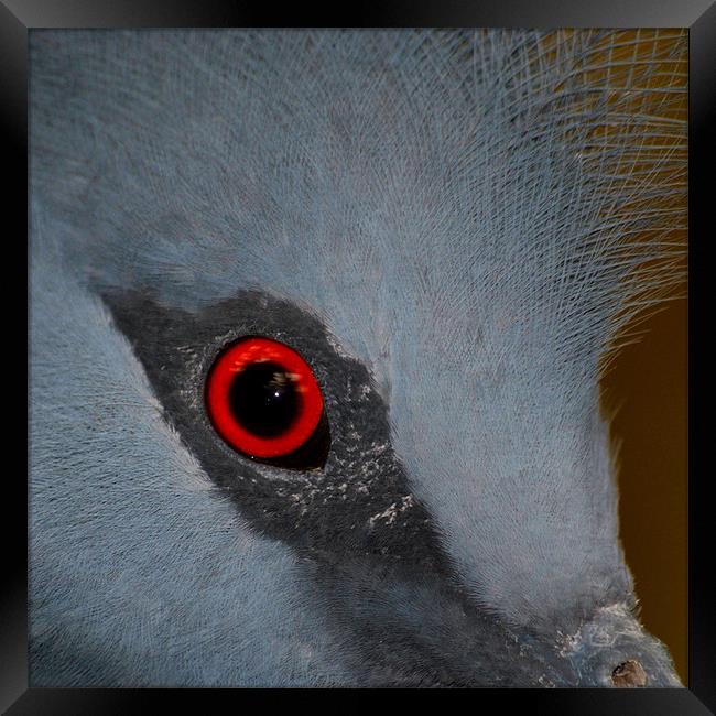 Victoria Crowned Pigeon Eye Framed Print by Serena Bowles