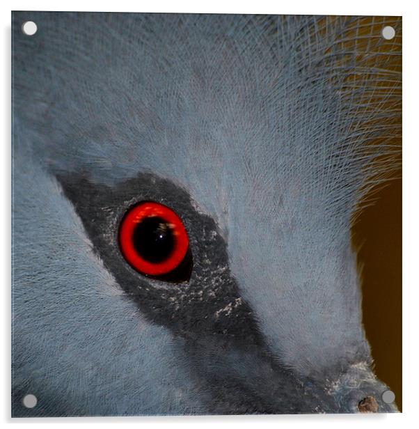 Victoria Crowned Pigeon Eye Acrylic by Serena Bowles