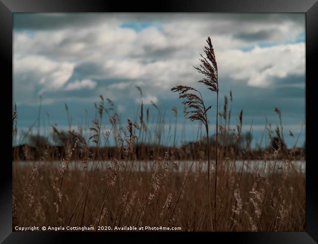 Reeds at Wheldrake Framed Print by Angela Cottingham