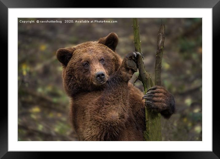 Brown Bear All Paws And Claws Framed Mounted Print by rawshutterbug 