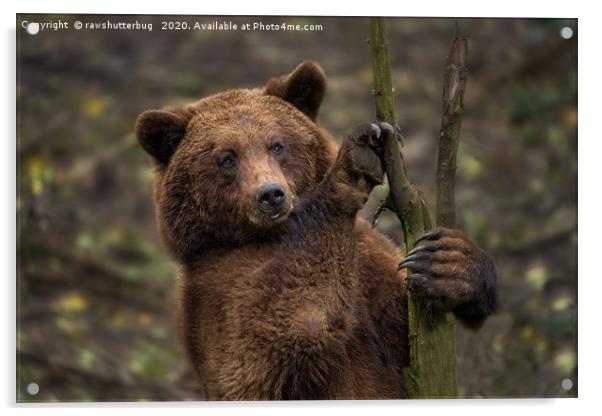 Brown Bear All Paws And Claws Acrylic by rawshutterbug 