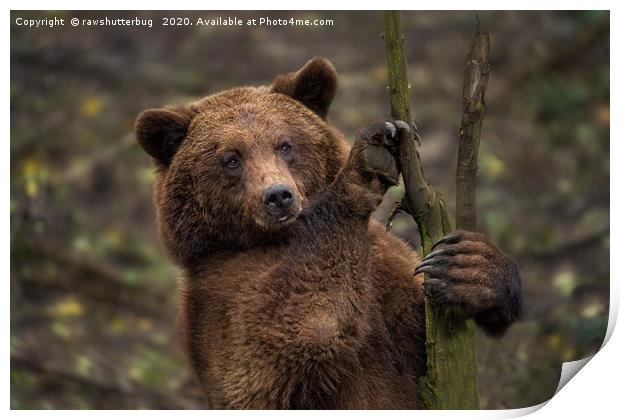 Brown Bear All Paws And Claws Print by rawshutterbug 