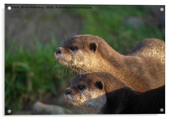 Otter Pair Acrylic by rawshutterbug 