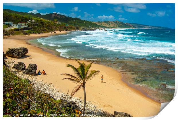 Bathsheba Beach, Barbados Print by Paul F Prestidge