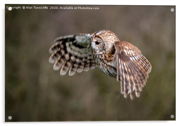 Tawny owl Acrylic by Alan Tunnicliffe
