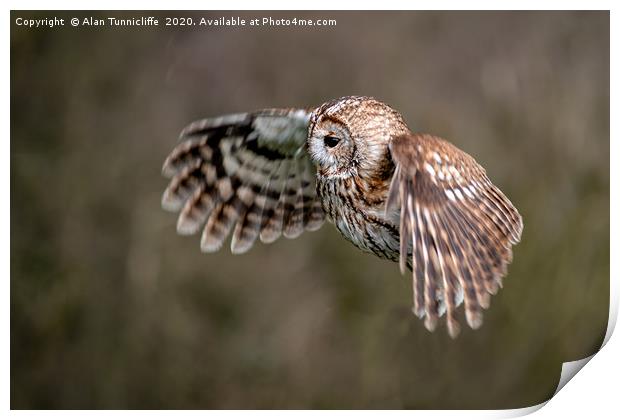 Tawny owl Print by Alan Tunnicliffe