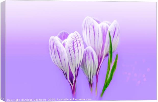 Dreamy Crocus Canvas Print by Alison Chambers