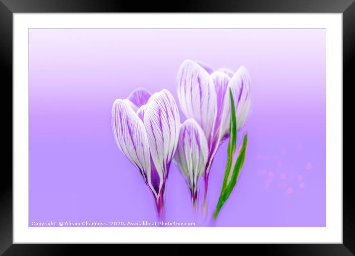 Dreamy Crocus Framed Mounted Print by Alison Chambers