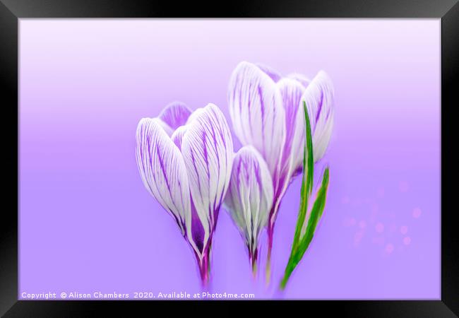 Dreamy Crocus Framed Print by Alison Chambers