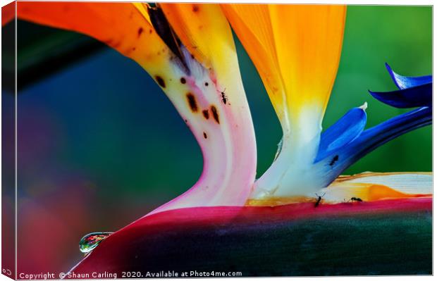 Bird Of Paradise With Raindrop And Ants Canvas Print by Shaun Carling
