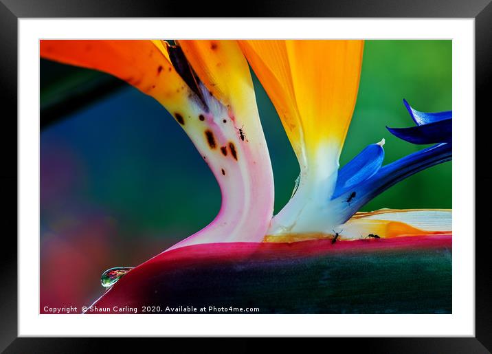 Bird Of Paradise With Raindrop And Ants Framed Mounted Print by Shaun Carling