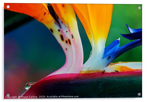 Bird Of Paradise With Raindrop And Ants Acrylic by Shaun Carling