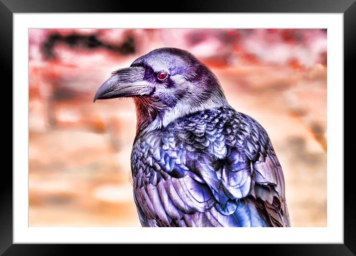 Raven Framed Mounted Print by Valerie Paterson