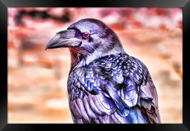 Raven Framed Print by Valerie Paterson