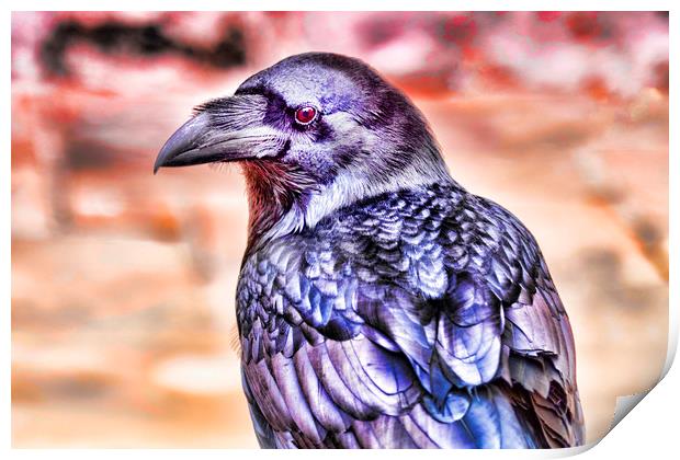 Raven Print by Valerie Paterson