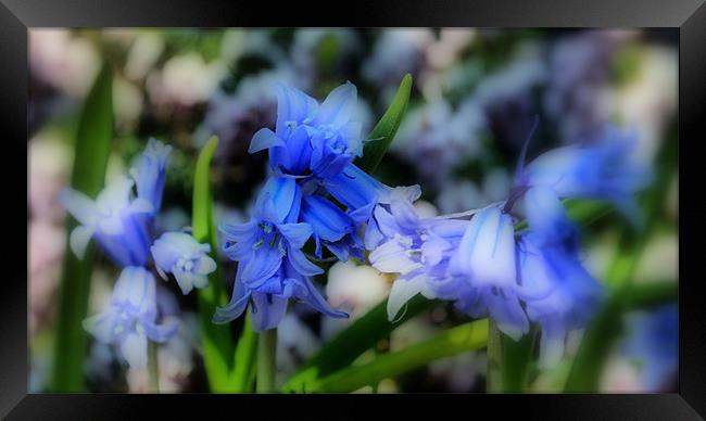 Dappled Bluebells Framed Print by Karen Martin