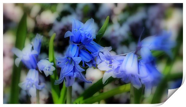 Dappled Bluebells Print by Karen Martin