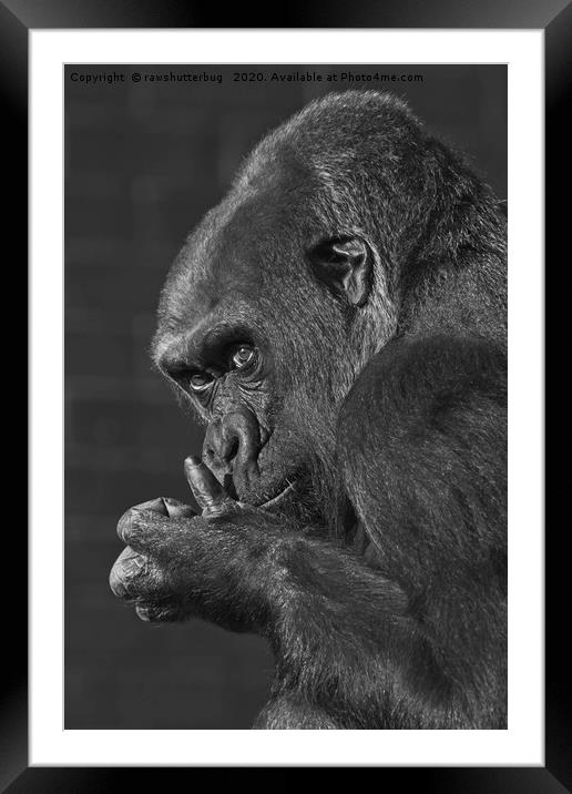 Gorilla Asante Mono Framed Mounted Print by rawshutterbug 