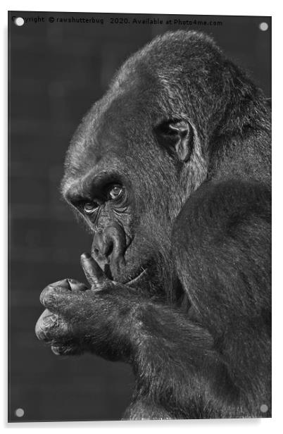 Gorilla Asante Mono Acrylic by rawshutterbug 