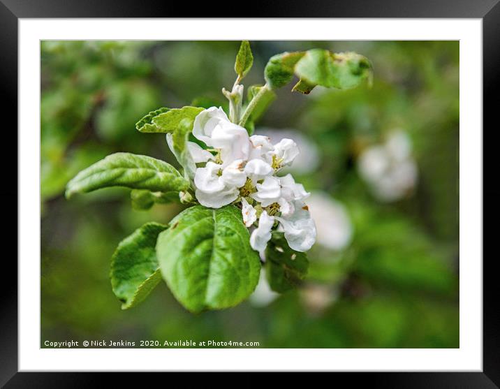 White Apple Blossom in Spring Close Up Framed Mounted Print by Nick Jenkins