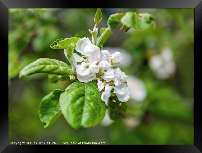 White Apple Blossom in Spring Close Up Framed Print by Nick Jenkins