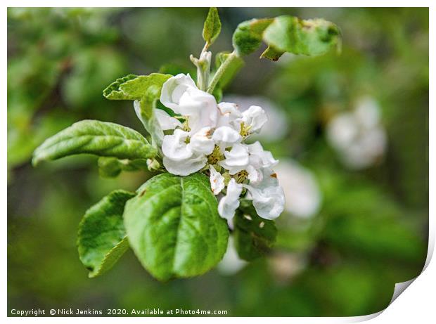 White Apple Blossom in Spring Close Up Print by Nick Jenkins
