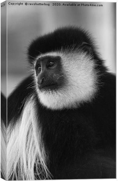 Black-And-White Colobus Monkey Canvas Print by rawshutterbug 