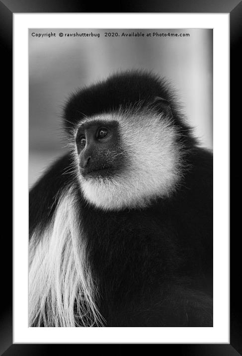 Black-And-White Colobus Monkey Framed Mounted Print by rawshutterbug 