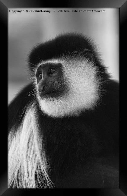 Black-And-White Colobus Monkey Framed Print by rawshutterbug 