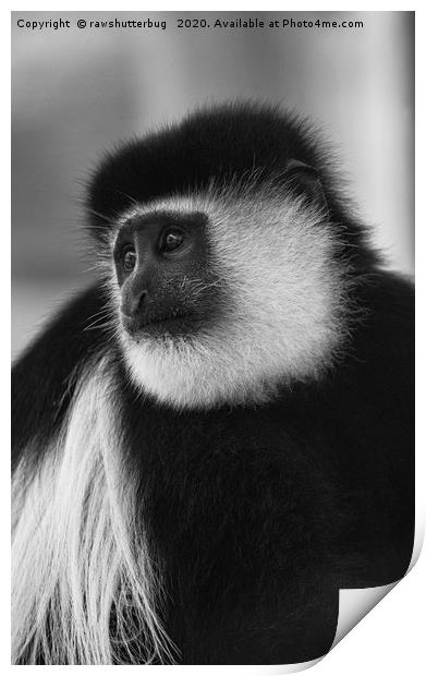 Black-And-White Colobus Monkey Print by rawshutterbug 