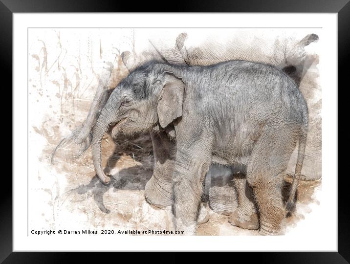 Indian Elephant  Framed Mounted Print by Darren Wilkes