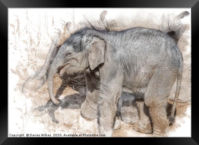 Indian Elephant  Framed Print by Darren Wilkes
