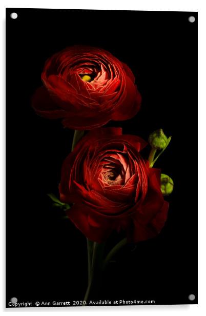 Two Red Ranunculus Acrylic by Ann Garrett
