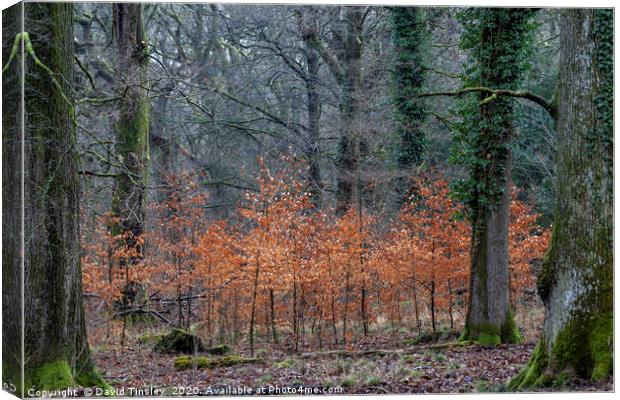 Between the Oaks Canvas Print by David Tinsley