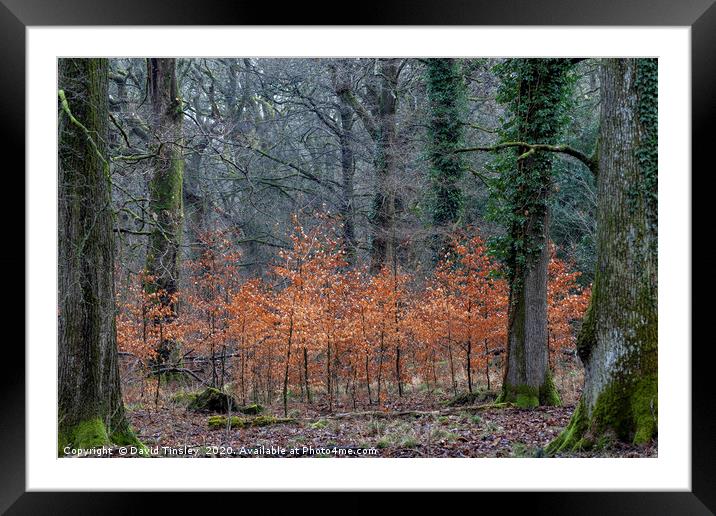 Between the Oaks Framed Mounted Print by David Tinsley