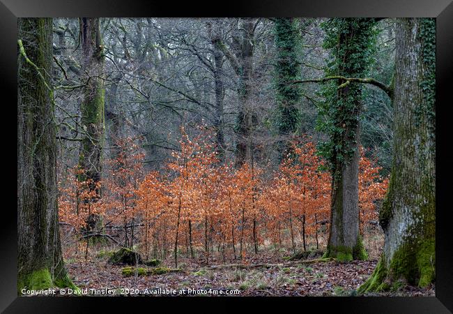 Between the Oaks Framed Print by David Tinsley
