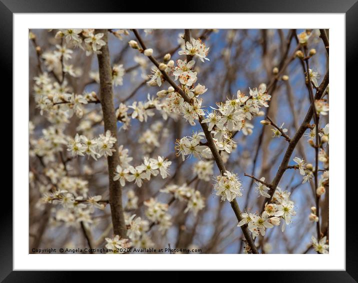 Sign of Spring Framed Mounted Print by Angela Cottingham