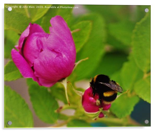 Humble Bee Acrylic by John Wain
