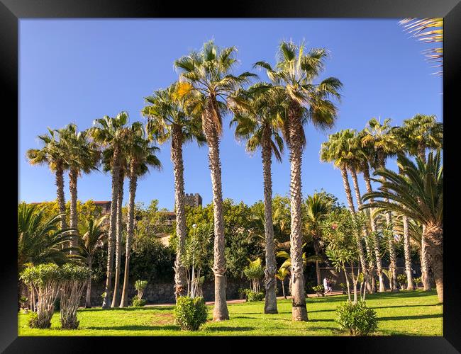 Palm tree walk Framed Print by Naylor's Photography