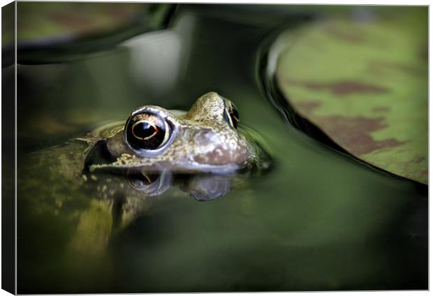 COMMON FROG Canvas Print by Anthony R Dudley (LRPS)