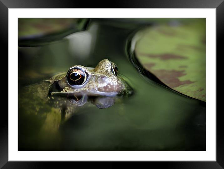 COMMON FROG Framed Mounted Print by Anthony R Dudley (LRPS)
