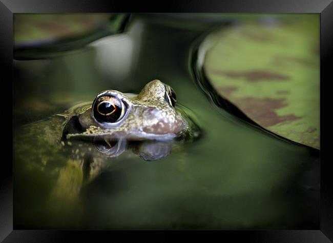 COMMON FROG Framed Print by Anthony R Dudley (LRPS)
