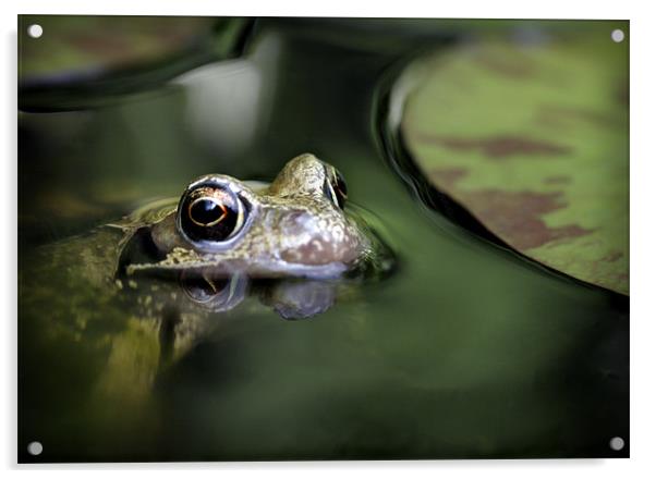 COMMON FROG Acrylic by Anthony R Dudley (LRPS)