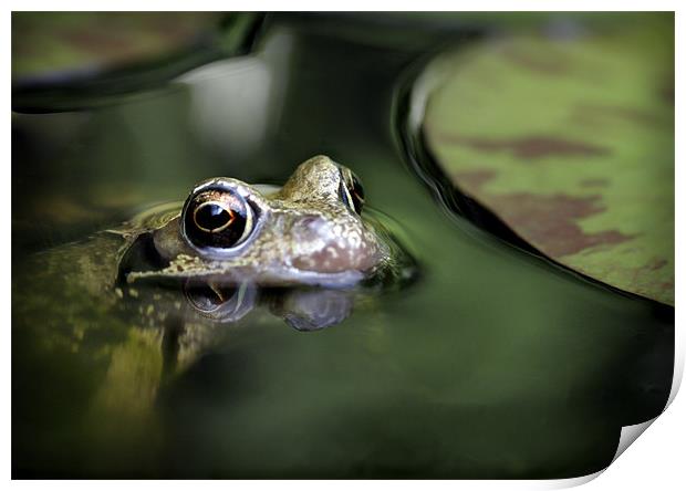 COMMON FROG Print by Anthony R Dudley (LRPS)