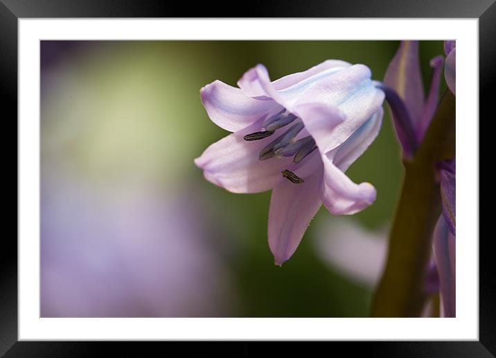Spring - Bluebell Framed Mounted Print by Simon Wrigglesworth