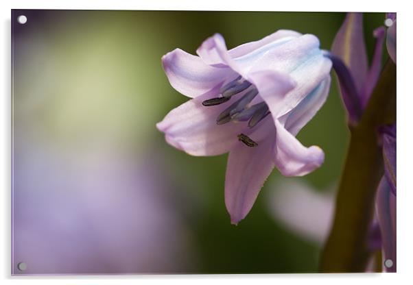 Spring - Bluebell Acrylic by Simon Wrigglesworth